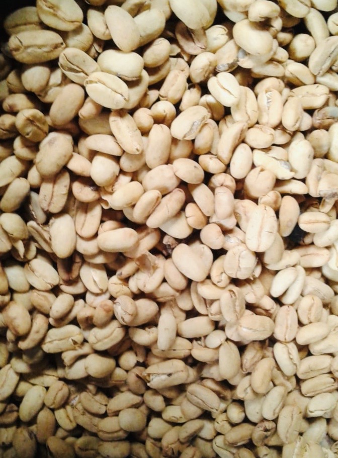 Grano Pergamino.