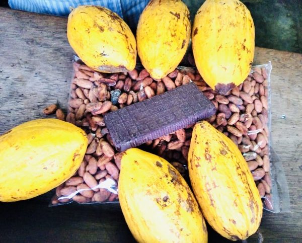 Granos de Cacao.