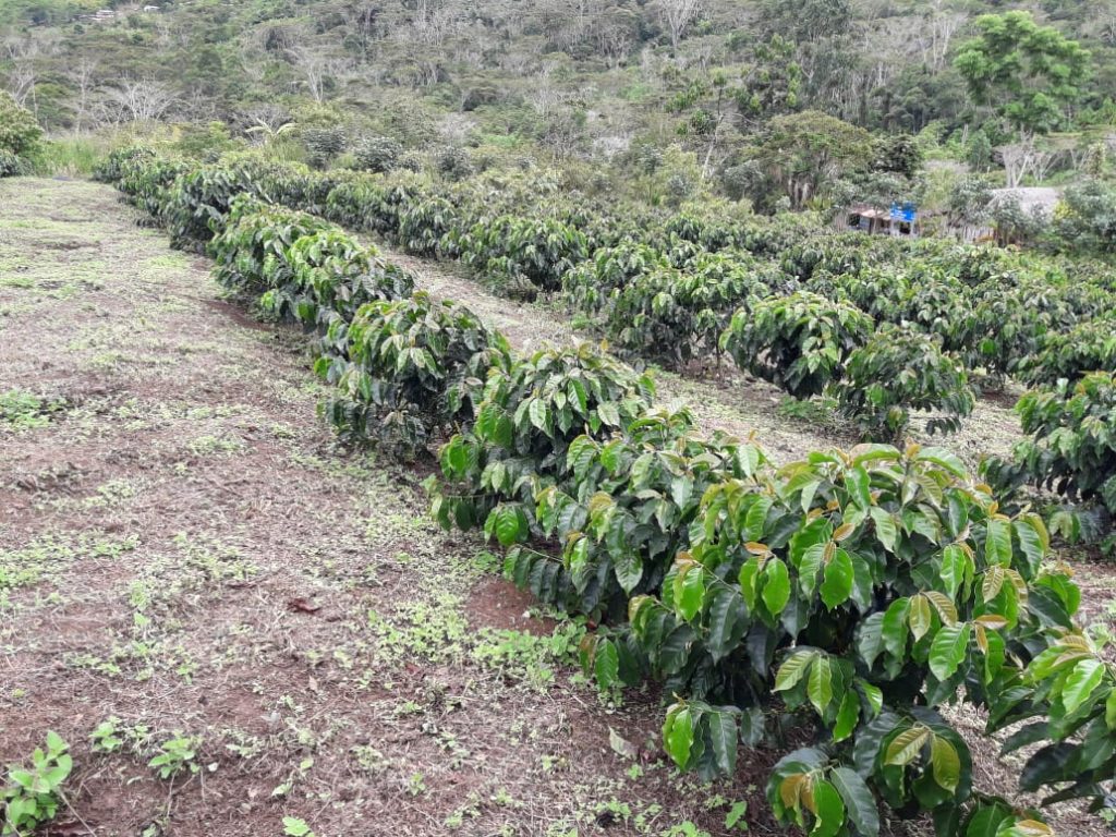 Peruvian Coffee Beans