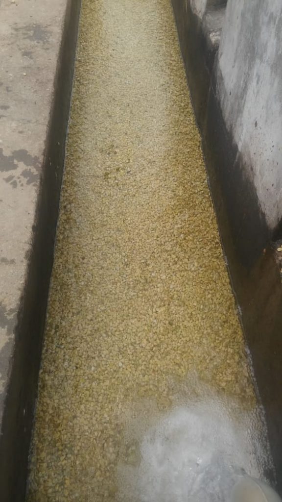 Peruvian Green Coffee