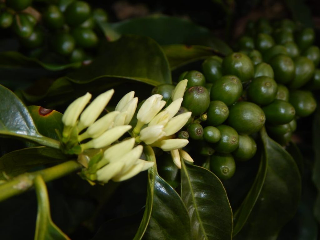 Where to buy Green Coffee Beans Peru