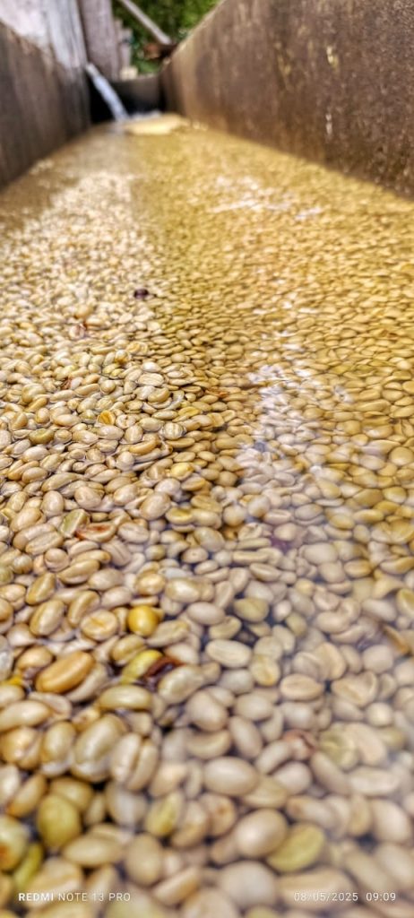 Peruvian Benefit wash of coffee beans