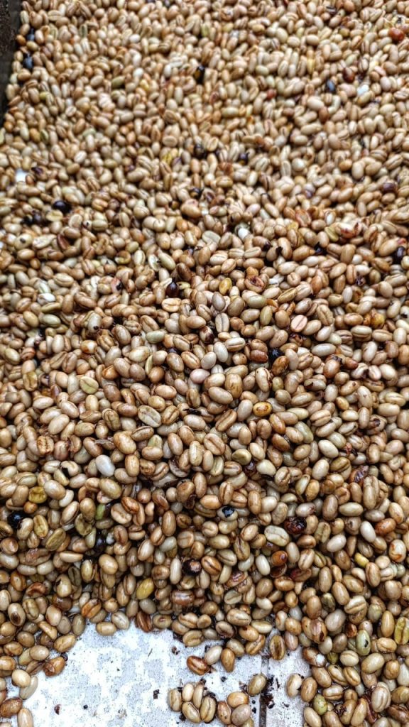 Peruvian Dry Coffee beans