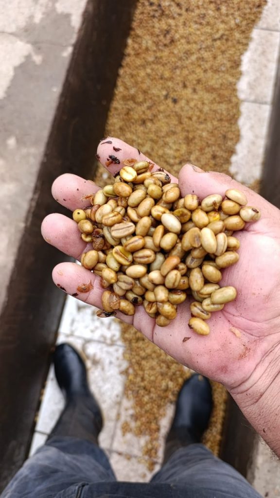 Peruvian Sample of honey coffee beans