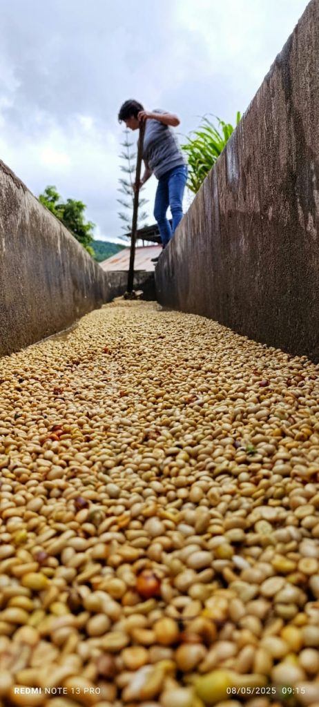 Peruvian Wash water coffee beans