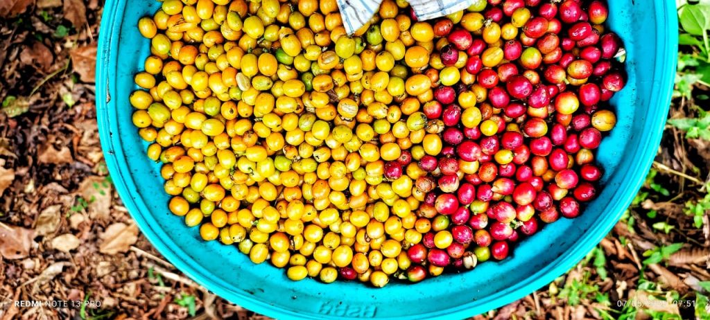 Peruvian yellow and red coffee beans